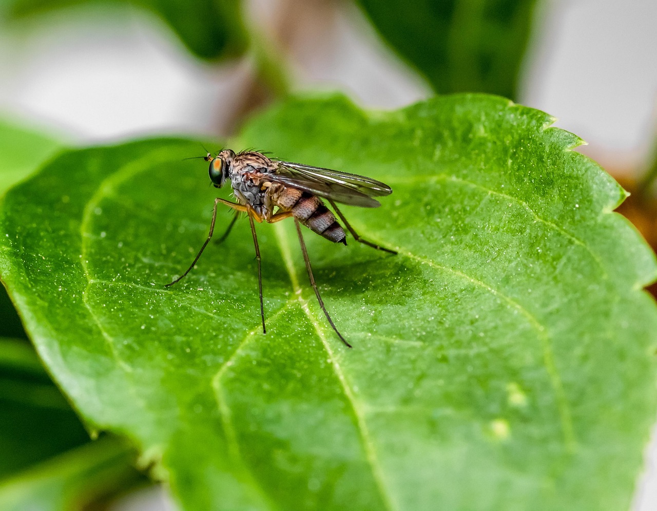 Autumn may be here but there are still mosquitoes flying around. The Eastern Ontario Health Unit urges resident to continue taking precautions against the risk of contracting West Nile Virus.