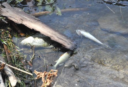 Des poissons morts trouvés le long de la rivière