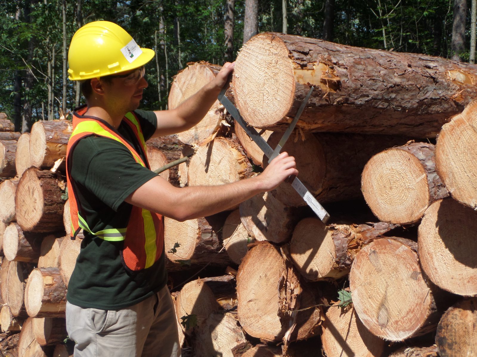 SNC issues call for logging bids