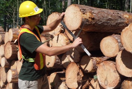 SNC issues call for logging bids