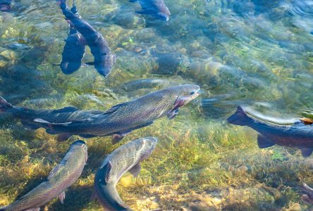 Le conseil du GSLR examine la politique en matière d’aquaculture