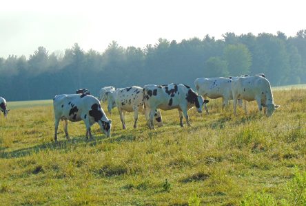 À la recherche de main-d’œuvre agricole désespérément!