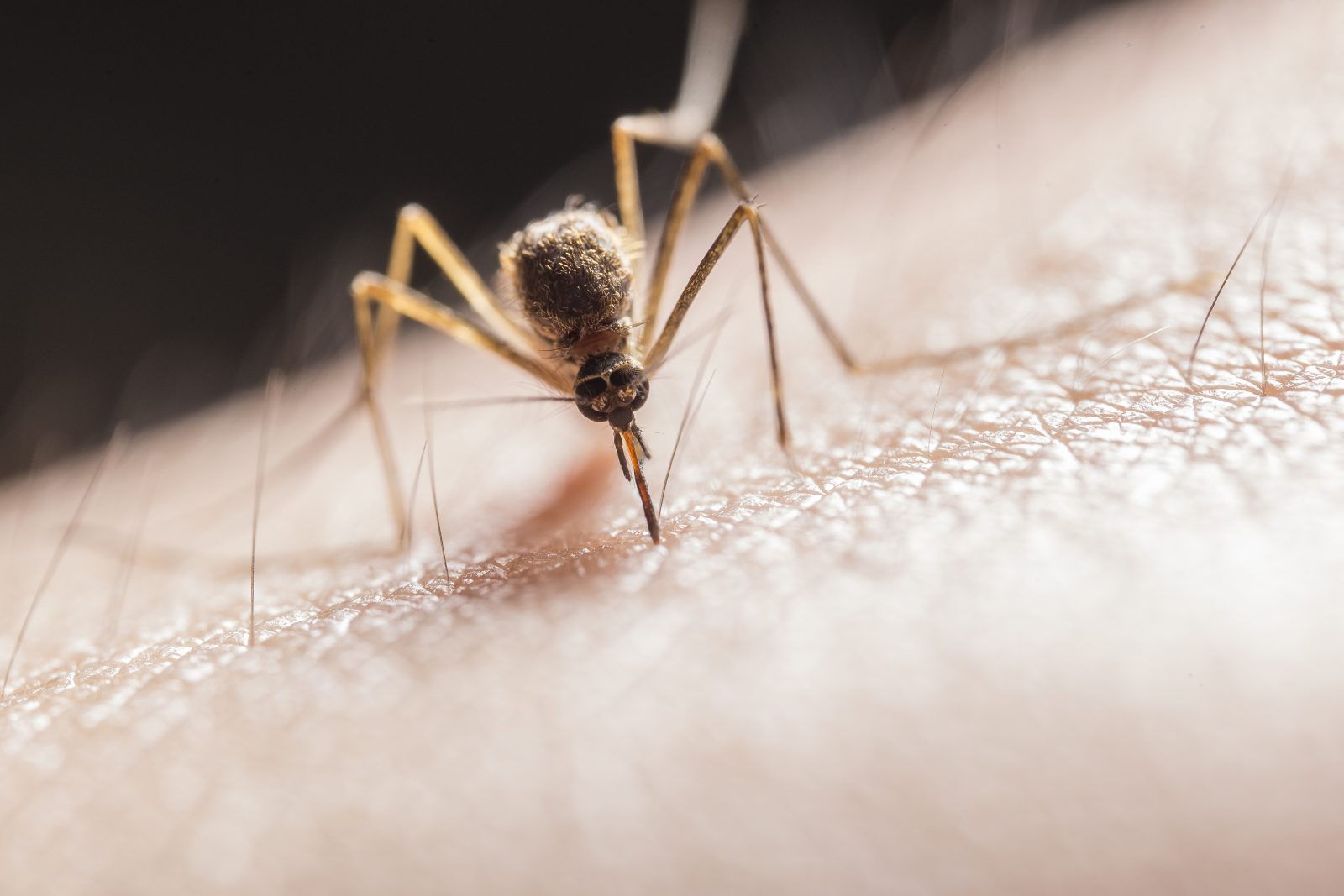First West Nile virus case for this summer