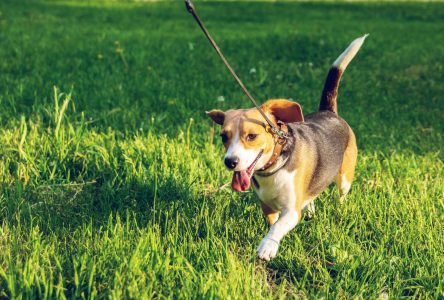 City closes Rockland dog park