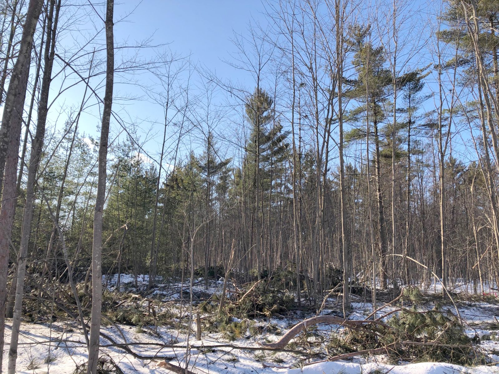 L’abattage d’arbres nécessaire pour protéger la Forêt Larose?