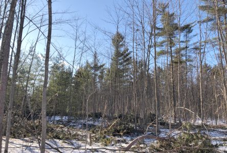 L’abattage d’arbres nécessaire pour protéger la Forêt Larose?