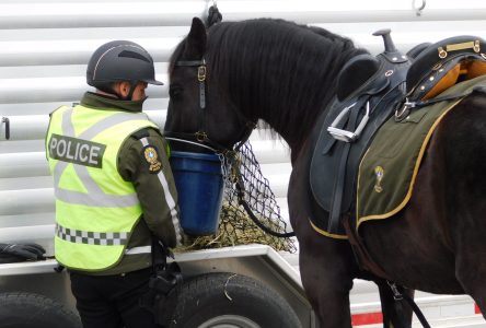 SQ mounted patrol pays a visit to Grenville