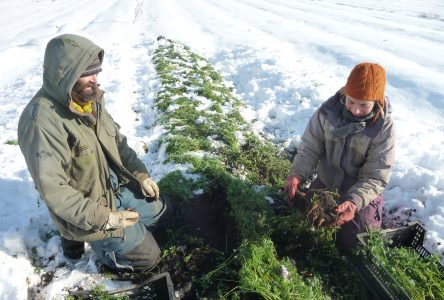 La neige hâtive : une épreuve pour les agriculteurs