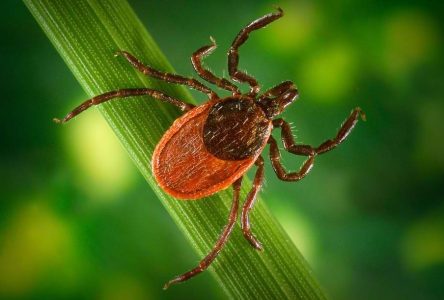 Watch out for ticks in the woods