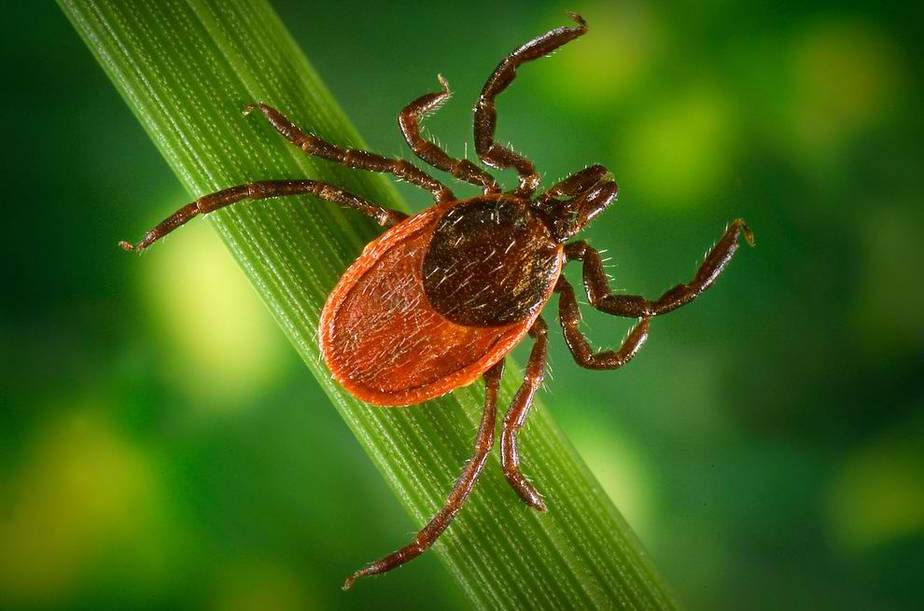 Watch out for ticks in the woods