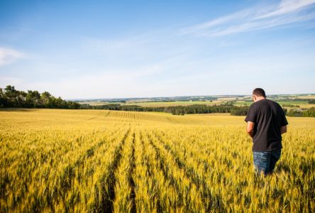 Vente de farine : les producteurs ne font pas plus d’argent