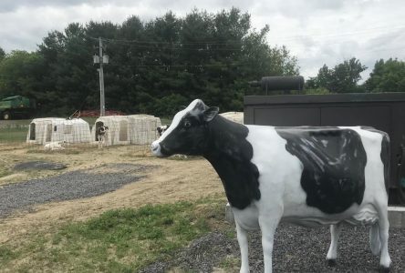 La vache Albertine en trois temps