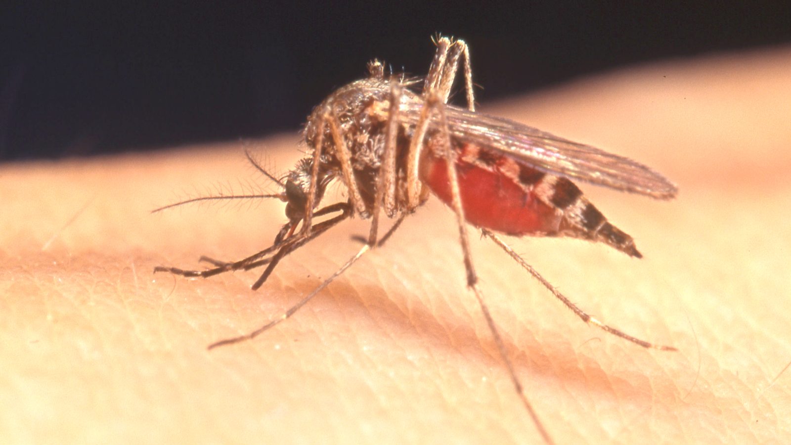 West Nile virus season warning