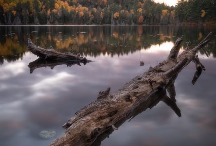 Art auction helps SNC tree planting goal