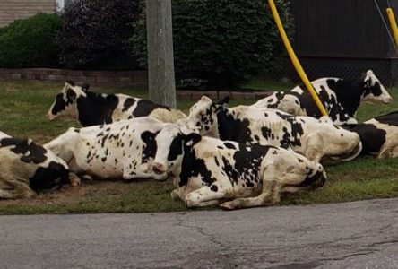 Cows take a rest in residential area