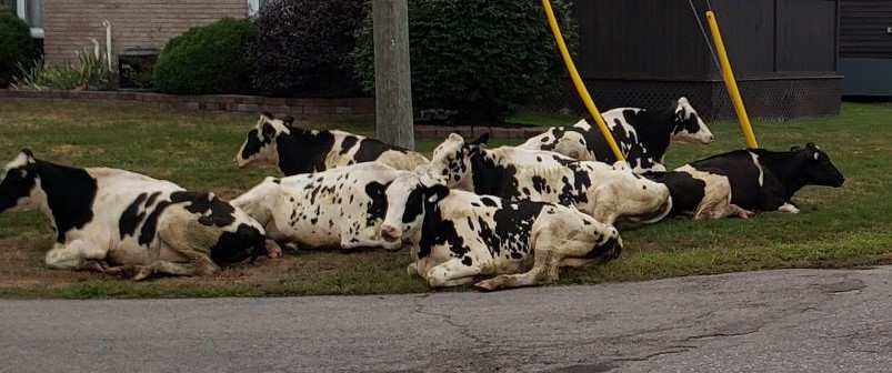 Cows take a rest in residential area