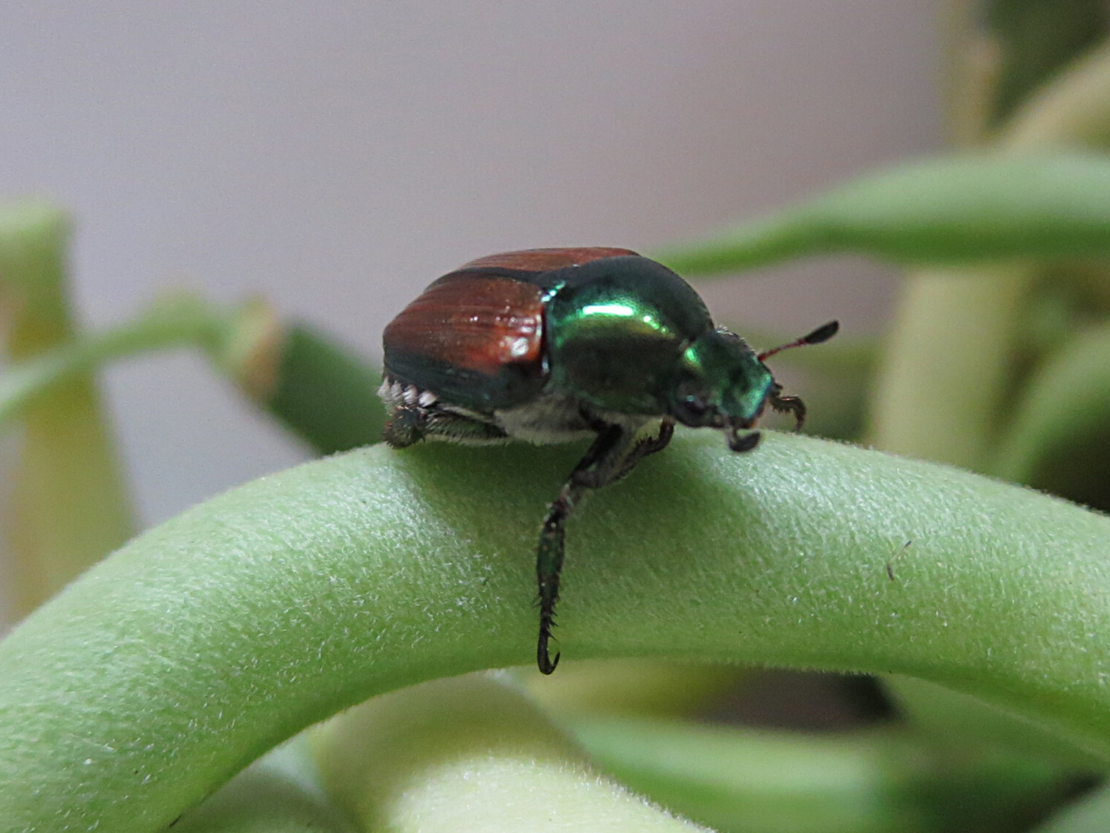 Les scarabées japonais parasitent les jardins d’Orléans
