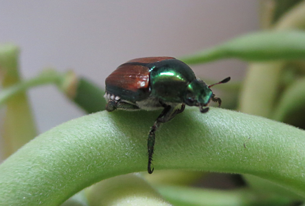 Les scarabées japonais parasitent les jardins d’Orléans