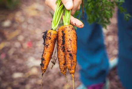 Les CUPR souhaitent construire une usine régionale de transformation des aliments