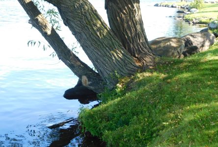 Île Chenail erosion problem under study