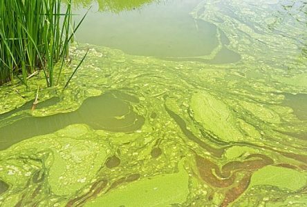 Toxic algae bloom alert from EOHU