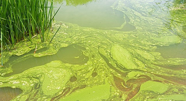 Toxic algae bloom alert from EOHU