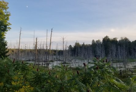 Vaste consultation de la MRC propos des milieux humides et hydriques