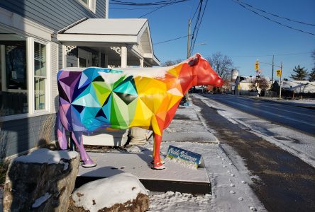 Place aux vaches de couleurs