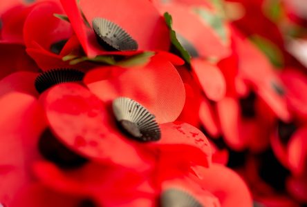 Remembrance Day celebrations to be held online