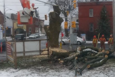 L’érable de l’intersection Principale et Saint-Isidore n’est plus