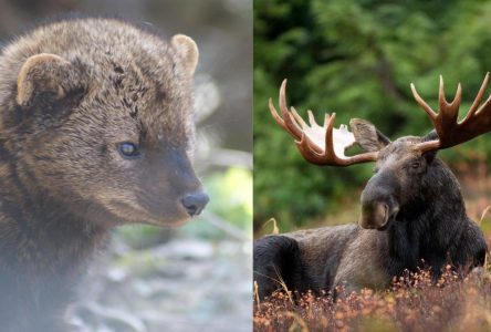 Un projet de révision sur le patrimoine naturel de la région