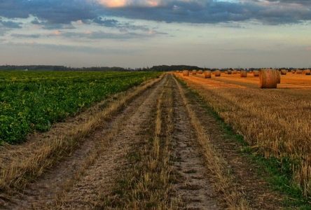 Argenteuil prépare la relève agroforestière