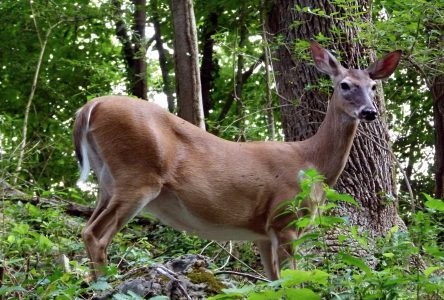 Survey for deadly deer disease