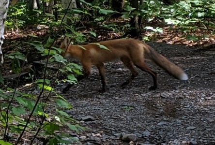 Leave foxes alone on nature trails