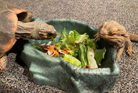 Aide pour Little Ray’s Nature Centre