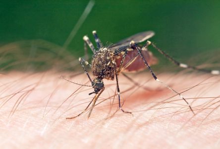 EOHU confirms first human case of West Nile