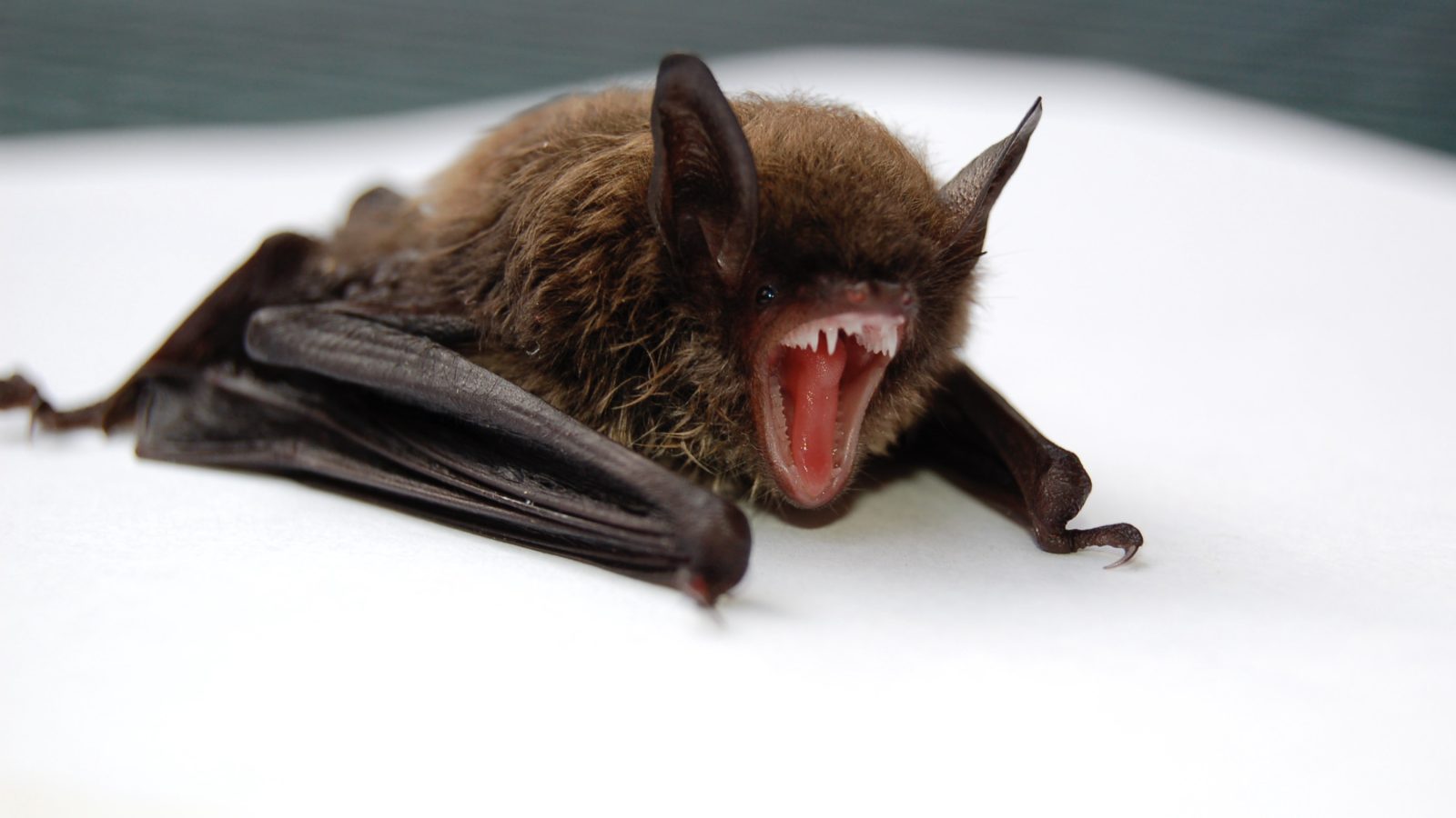 Beware of rabid bats