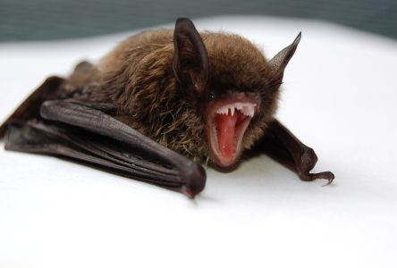 Beware of rabid bats