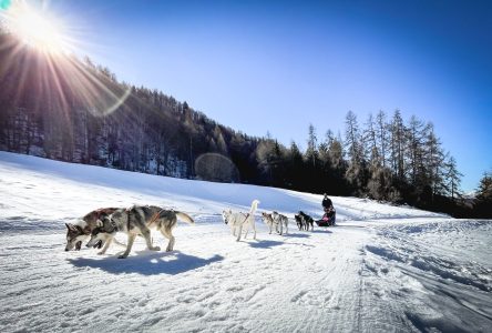 Aventures boréales: un récit au rythme des courses de traineau à chiens