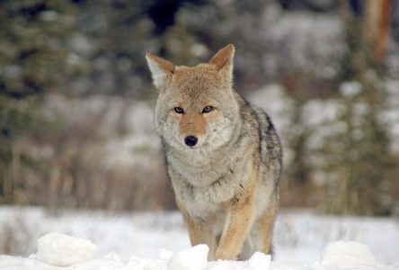 Des coyotes dans la ville?