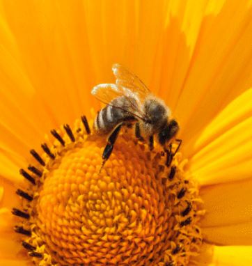 Les fleurs, amies des abeilles