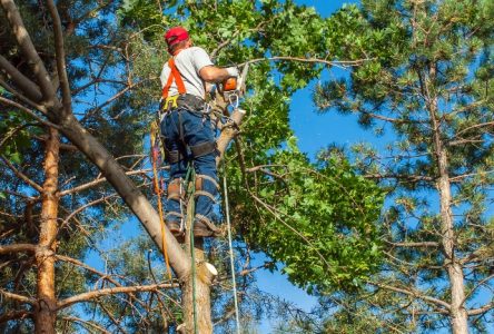 Les bénéfices de faire appel à un arboriculteur