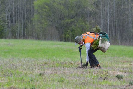 Spring treeplanting begins in Prescott-Russell