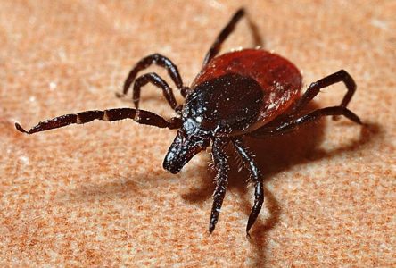 Watch out for ticks in the woods this summer