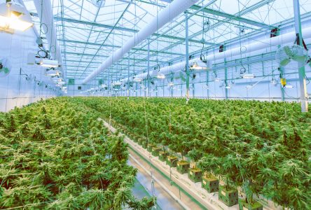 Aurora  Cannabis  fermera son usine