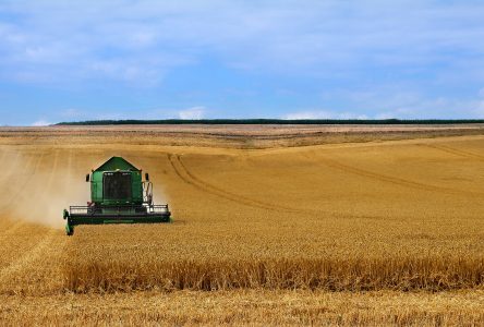 Moins de blé dans les champs, hausse des prix dans l’assiette