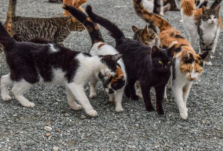 Impressive cat population setting alarm bells