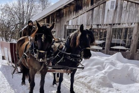 Il faut la couenne dure pour ce 2e printemps