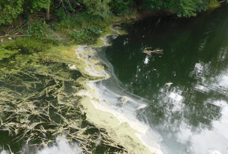 La nature est blâmée dans le rapport sur la rivière Rigaud