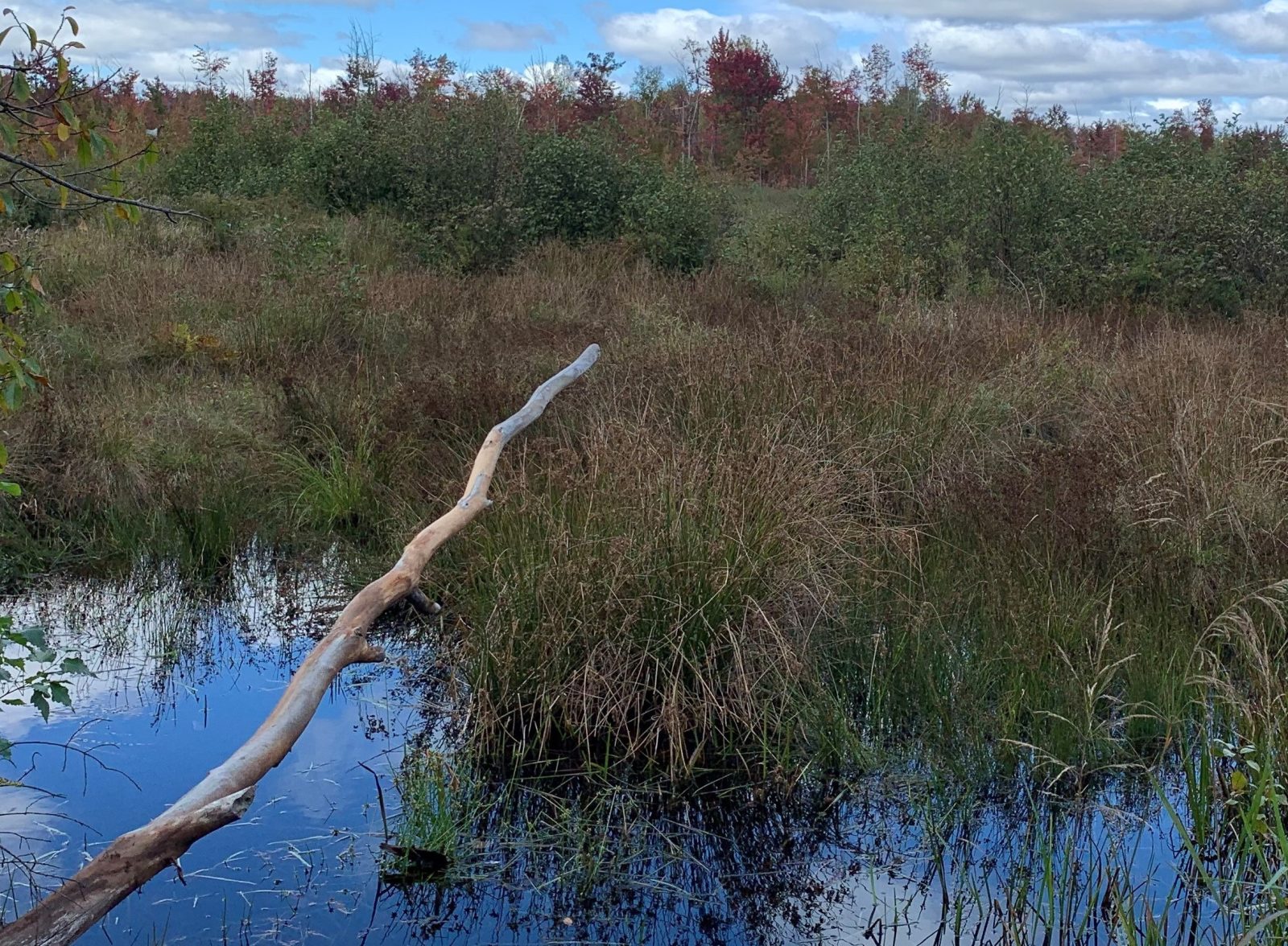 Wetland restoration project for Eastern Ontario